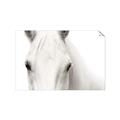 Picture of White horse _GroupedProduct_Rectangle_Landscape_Photography _GroupedProduct_Rectangle_Landscape_Unframed_Print_Only_