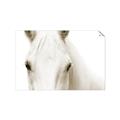 Picture of White horse _GroupedProduct_Rectangle_Landscape_Photography _GroupedProduct_Rectangle_Landscape_Unframed_Print_Only_
