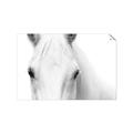 Picture of White horse _GroupedProduct_Rectangle_Landscape_Photography _GroupedProduct_Rectangle_Landscape_Unframed_Print_Only_