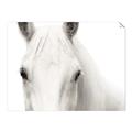 Picture of White horse _GroupedProduct_Rectangle_Landscape_Photography _GroupedProduct_Rectangle_Landscape_Unframed_Print_Only_