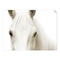 Picture of White horse _GroupedProduct_Rectangle_Landscape_Photography _GroupedProduct_Rectangle_Landscape_Unframed_Print_Only_