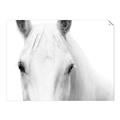 Picture of White horse _GroupedProduct_Rectangle_Landscape_Photography _GroupedProduct_Rectangle_Landscape_Unframed_Print_Only_
