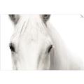 Picture of White horse _GroupedProduct_Rectangle_Landscape_Photography _GroupedProduct_Rectangle_Landscape_Unframed_Print_Only_