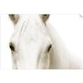 Picture of White horse _GroupedProduct_Rectangle_Landscape_Photography _GroupedProduct_Rectangle_Landscape_Unframed_Print_Only_
