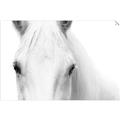 Picture of White horse _GroupedProduct_Rectangle_Landscape_Photography _GroupedProduct_Rectangle_Landscape_Unframed_Print_Only_
