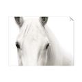 Picture of White horse _GroupedProduct_Rectangle_Landscape_Photography _GroupedProduct_Rectangle_Landscape_Unframed_Print_Only_
