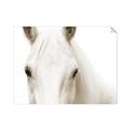 Picture of White horse _GroupedProduct_Rectangle_Landscape_Photography _GroupedProduct_Rectangle_Landscape_Unframed_Print_Only_