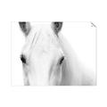 Picture of White horse _GroupedProduct_Rectangle_Landscape_Photography _GroupedProduct_Rectangle_Landscape_Unframed_Print_Only_