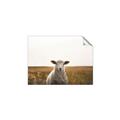 Picture of One and Only _GroupedProduct_Rectangle_Landscape_Photography _GroupedProduct_Rectangle_Landscape_Unframed_Print_Only_