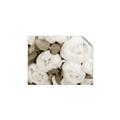 Picture of White Blooms _GroupedProduct_Rectangle_Landscape_Photography _GroupedProduct_Rectangle_Landscape_Unframed_Print_Only_