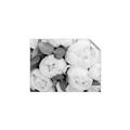 Picture of White Blooms _GroupedProduct_Rectangle_Landscape_Photography _GroupedProduct_Rectangle_Landscape_Unframed_Print_Only_