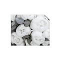 Picture of White Blooms _GroupedProduct_Rectangle_Landscape_Photography _GroupedProduct_Rectangle_Landscape_Unframed_Print_Only_