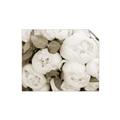 Picture of White Blooms _GroupedProduct_Rectangle_Landscape_Photography _GroupedProduct_Rectangle_Landscape_Unframed_Print_Only_