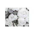 Picture of White Blooms _GroupedProduct_Rectangle_Landscape_Photography _GroupedProduct_Rectangle_Landscape_Unframed_Print_Only_
