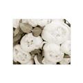 Picture of White Blooms _GroupedProduct_Rectangle_Landscape_Photography _GroupedProduct_Rectangle_Landscape_Unframed_Print_Only_