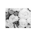 Picture of White Blooms _GroupedProduct_Rectangle_Landscape_Photography _GroupedProduct_Rectangle_Landscape_Unframed_Print_Only_