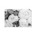 Picture of White Blooms _GroupedProduct_Rectangle_Landscape_Photography _GroupedProduct_Rectangle_Landscape_Unframed_Print_Only_