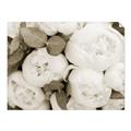 Picture of White Blooms _GroupedProduct_Rectangle_Landscape_Photography _GroupedProduct_Rectangle_Landscape_Unframed_Print_Only_
