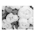Picture of White Blooms _GroupedProduct_Rectangle_Landscape_Photography _GroupedProduct_Rectangle_Landscape_Unframed_Print_Only_