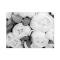 Picture of White Blooms _GroupedProduct_Rectangle_Landscape_Photography _GroupedProduct_Rectangle_Landscape_Unframed_Print_Only_