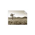 Picture of One Tree _GroupedProduct_Rectangle_Landscape_Photography _GroupedProduct_Rectangle_Landscape_Unframed_Print_Only_