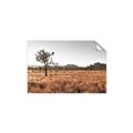 Picture of One Tree _GroupedProduct_Rectangle_Landscape_Photography _GroupedProduct_Rectangle_Landscape_Unframed_Print_Only_