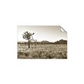 Picture of One Tree _GroupedProduct_Rectangle_Landscape_Photography _GroupedProduct_Rectangle_Landscape_Unframed_Print_Only_