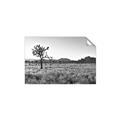 Picture of One Tree _GroupedProduct_Rectangle_Landscape_Photography _GroupedProduct_Rectangle_Landscape_Unframed_Print_Only_