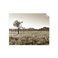 Picture of One Tree _GroupedProduct_Rectangle_Landscape_Photography _GroupedProduct_Rectangle_Landscape_Unframed_Print_Only_