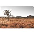 Picture of One Tree _GroupedProduct_Rectangle_Landscape_Photography _GroupedProduct_Rectangle_Landscape_Unframed_Print_Only_