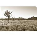 Picture of One Tree _GroupedProduct_Rectangle_Landscape_Photography _GroupedProduct_Rectangle_Landscape_Unframed_Print_Only_
