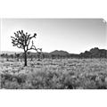 Picture of One Tree _GroupedProduct_Rectangle_Landscape_Photography _GroupedProduct_Rectangle_Landscape_Unframed_Print_Only_