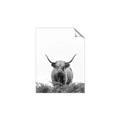 Picture of Cow on the Range _GroupedProduct_Rectangle_Portrait_Photography _GroupedProduct_Rectangle_Portrait_Unframed_Print_Only_