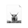 Picture of Cow on the Range _GroupedProduct_Rectangle_Portrait_Photography _GroupedProduct_Rectangle_Portrait_Unframed_Print_Only_