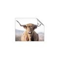 Picture of Shaggy Bull II _GroupedProduct_Rectangle_Landscape_Photography _GroupedProduct_Rectangle_Landscape_Unframed_Print_Only_
