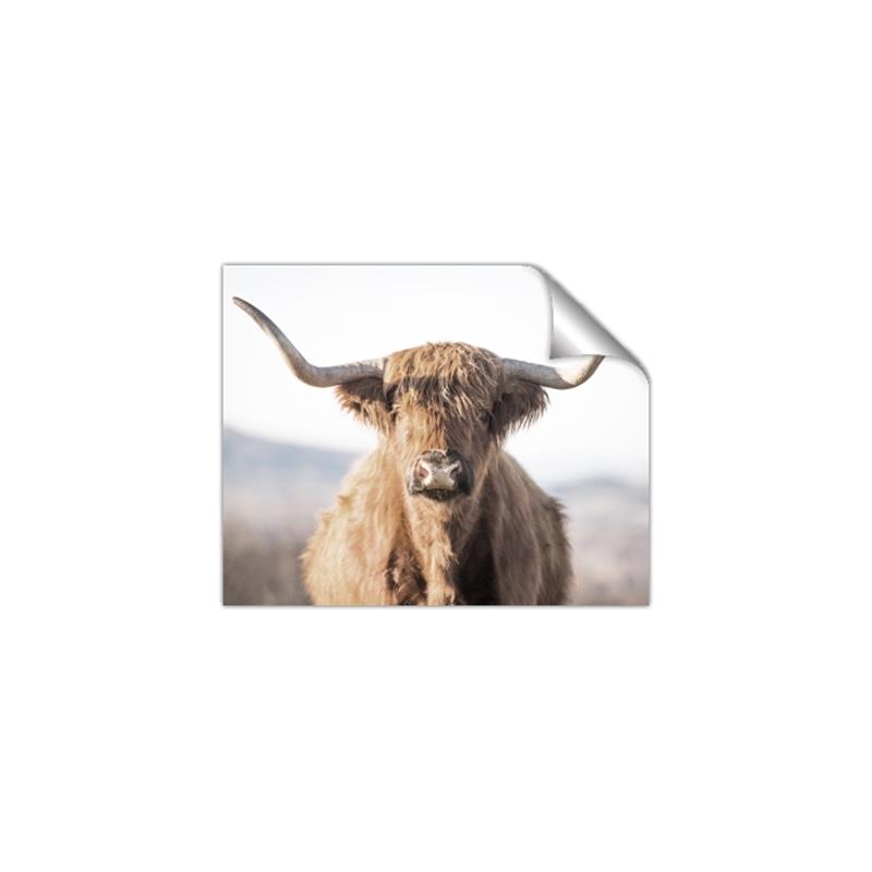 Picture of Shaggy Bull II _GroupedProduct_Rectangle_Landscape_Photography _GroupedProduct_Rectangle_Landscape_Unframed_Print_Only_