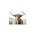 Picture of Shaggy Bull II _GroupedProduct_Rectangle_Landscape_Photography _GroupedProduct_Rectangle_Landscape_Unframed_Print_Only_