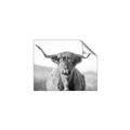 Picture of Shaggy Bull II _GroupedProduct_Rectangle_Landscape_Photography _GroupedProduct_Rectangle_Landscape_Unframed_Print_Only_