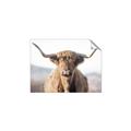 Picture of Shaggy Bull II _GroupedProduct_Rectangle_Landscape_Photography _GroupedProduct_Rectangle_Landscape_Unframed_Print_Only_