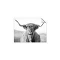 Picture of Shaggy Bull II _GroupedProduct_Rectangle_Landscape_Photography _GroupedProduct_Rectangle_Landscape_Unframed_Print_Only_