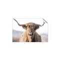 Picture of Shaggy Bull II _GroupedProduct_Rectangle_Landscape_Photography _GroupedProduct_Rectangle_Landscape_Unframed_Print_Only_