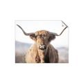 Picture of Shaggy Bull II _GroupedProduct_Rectangle_Landscape_Photography _GroupedProduct_Rectangle_Landscape_Unframed_Print_Only_