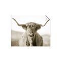 Picture of Shaggy Bull II _GroupedProduct_Rectangle_Landscape_Photography _GroupedProduct_Rectangle_Landscape_Unframed_Print_Only_