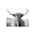 Picture of Shaggy Bull II _GroupedProduct_Rectangle_Landscape_Photography _GroupedProduct_Rectangle_Landscape_Unframed_Print_Only_