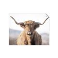 Picture of Shaggy Bull II _GroupedProduct_Rectangle_Landscape_Photography _GroupedProduct_Rectangle_Landscape_Unframed_Print_Only_