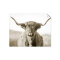 Picture of Shaggy Bull II _GroupedProduct_Rectangle_Landscape_Photography _GroupedProduct_Rectangle_Landscape_Unframed_Print_Only_