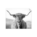 Picture of Shaggy Bull II _GroupedProduct_Rectangle_Landscape_Photography _GroupedProduct_Rectangle_Landscape_Unframed_Print_Only_