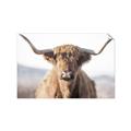 Picture of Shaggy Bull II _GroupedProduct_Rectangle_Landscape_Photography _GroupedProduct_Rectangle_Landscape_Unframed_Print_Only_