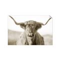 Picture of Shaggy Bull II _GroupedProduct_Rectangle_Landscape_Photography _GroupedProduct_Rectangle_Landscape_Unframed_Print_Only_