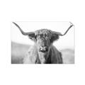 Picture of Shaggy Bull II _GroupedProduct_Rectangle_Landscape_Photography _GroupedProduct_Rectangle_Landscape_Unframed_Print_Only_